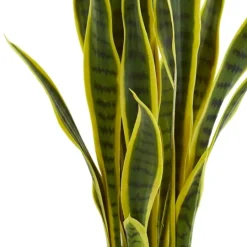 Kirkland's Home Modern Potted Laurentii Snake Plant- Arrangements & Greenery