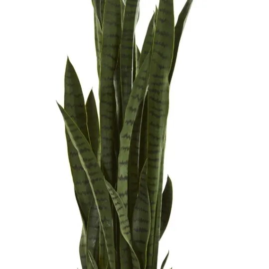 Kirkland's Home Modern Potted Tri Snake Plant- Arrangements & Greenery