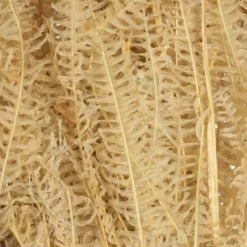 Kirkland's Home Natural Bleached Andares Fern Stems, Set Of 9- Stems & Bouquets
