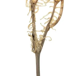 Kirkland's Home Natural Bleached Andares Fern Stems, Set Of 9- Stems & Bouquets