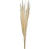 Kirkland's Home Natural Bleached Pampas Grass Stems, Set Of 6- Stems & Bouquets