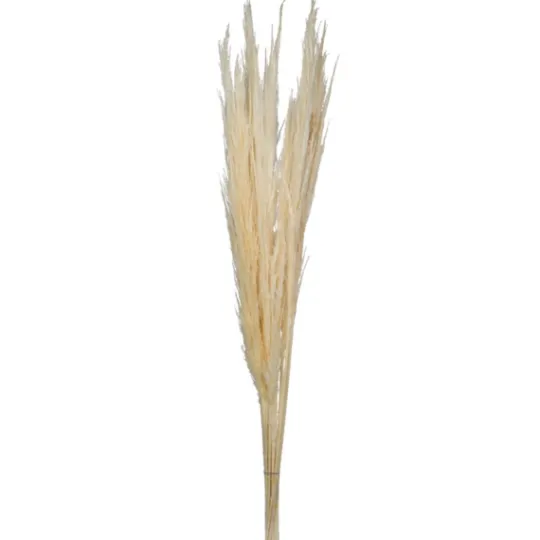 Kirkland's Home Natural Bleached Pampas Grass Stems, Set Of 6- Stems & Bouquets
