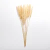 Kirkland's Home Natural Pampas Bundle- Stems & Bouquets