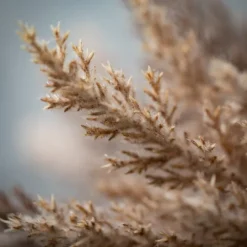 Kirkland's Home Neutral Pampas Grass Bundles, Set Of 2- Stems & Bouquets