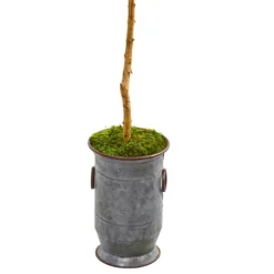 Kirkland's Home Olive Tree In Mossy Metal Planter- Trees & Topiaries