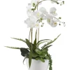 Kirkland's Home Orchids In Ceramic Bowl- Arrangements & Greenery