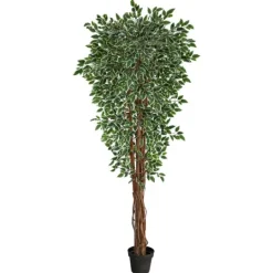 Kirkland's Home Outdoor Variegated Ficus Tree In Black Planter- Trees & Topiaries