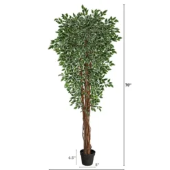 Kirkland's Home Outdoor Variegated Ficus Tree In Black Planter- Trees & Topiaries