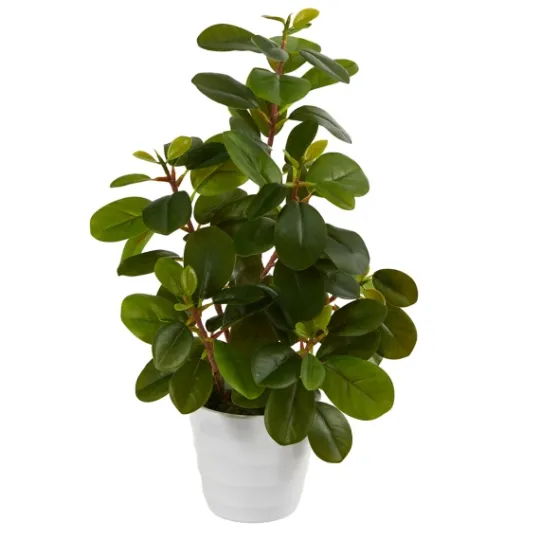 Kirkland's Home Peperomia Arrangement In White Planter- Arrangements & Greenery