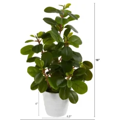 Kirkland's Home Peperomia Arrangement In White Planter- Arrangements & Greenery