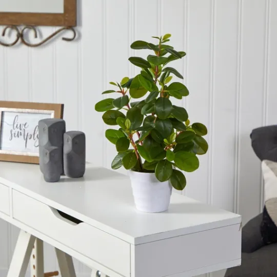 Kirkland's Home Peperomia Arrangement In White Planter- Arrangements & Greenery