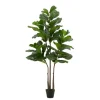 Kirkland's Home Potted English Banjo Fig Tree- Trees & Topiaries
