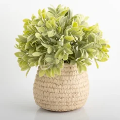Kirkland's Home Potted Ery Arrangement In Ceramic Vase- Arrangements & Greenery