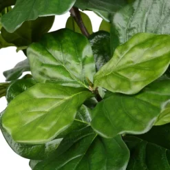 Kirkland's Home Potted Fiddle Leaf Fig Tree, 8 Ft.- Trees & Topiaries