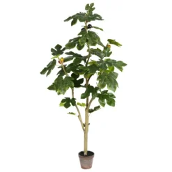 Kirkland's Home Potted Fig Fruit Tree, 4 Ft.- Trees & Topiaries