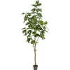 Kirkland's Home Potted Fig Tree, 7 Ft.- Trees & Topiaries