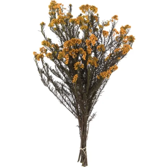 Kirkland's Home Preserved Aspen Rice Flower Bundle- Stems & Bouquets