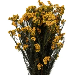 Kirkland's Home Preserved Aspen Rice Flower Bundle- Stems & Bouquets