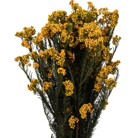 Kirkland's Home Preserved Aspen Rice Flower Bundle- Stems & Bouquets