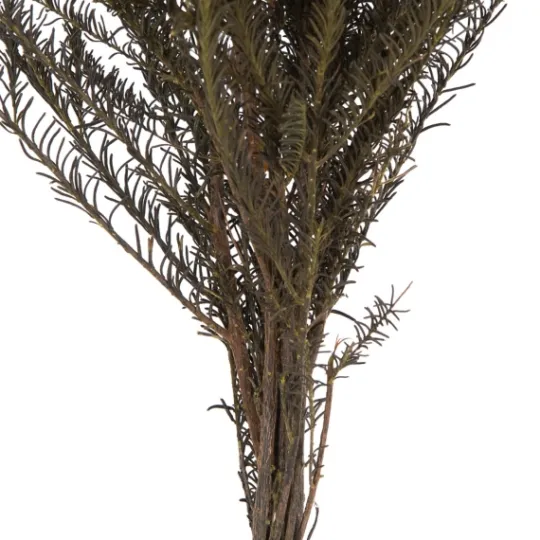 Kirkland's Home Preserved Aspen Rice Flower Bundle- Stems & Bouquets