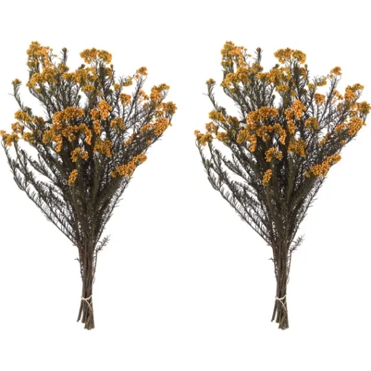 Kirkland's Home Preserved Aspen Rice Flower Bundle- Stems & Bouquets