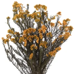 Kirkland's Home Preserved Autumn Rice Flower Bundle- Stems & Bouquets