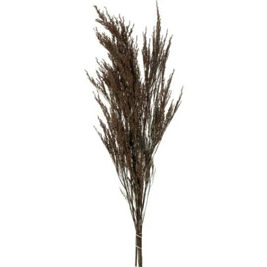 Kirkland's Home Preserved Green Reed Grass Bundle- Stems & Bouquets