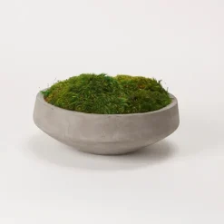 Kirkland's Home Preserved Mood Moss In Round Cement Bowl- Arrangements & Greenery