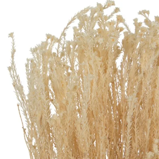 Kirkland's Home Preserved Natural Bleached Staavia Bush- Stems & Bouquets