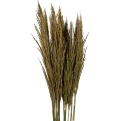 Kirkland's Home Preserved Plume Reed Bundles, Set Of 2- Stems & Bouquets