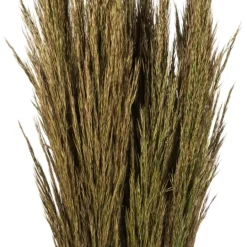 Kirkland's Home Preserved Plume Reed Bundles, Set Of 2- Stems & Bouquets