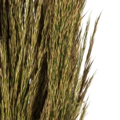 Kirkland's Home Preserved Plume Reed Bundles, Set Of 2- Stems & Bouquets