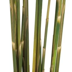 Kirkland's Home Preserved Plume Reed Bundles, Set Of 2- Stems & Bouquets