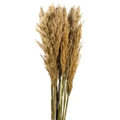Kirkland's Home Preserved Plume Reed Bundles, Set Of 2- Stems & Bouquets