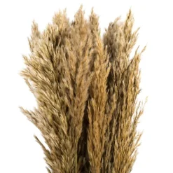 Kirkland's Home Preserved Plume Reed Bundles, Set Of 2- Stems & Bouquets