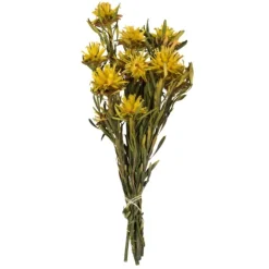 Kirkland's Home Preserved Plumosum Flower Bundle- Stems & Bouquets