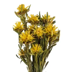 Kirkland's Home Preserved Plumosum Flower Bundle- Stems & Bouquets