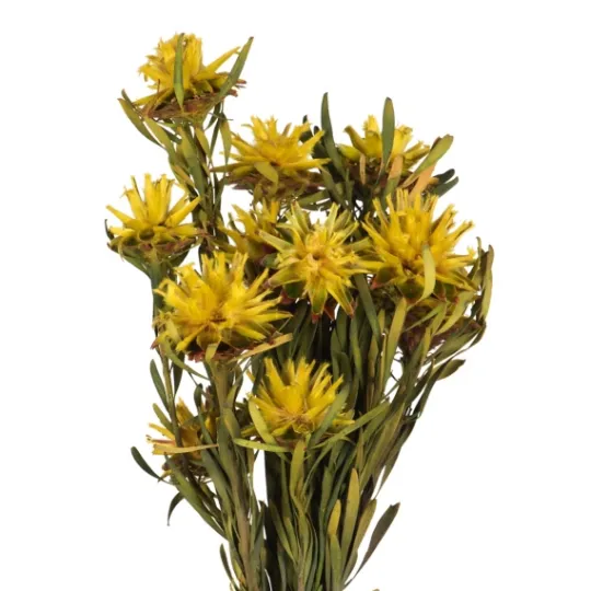 Kirkland's Home Preserved Plumosum Flower Bundle- Stems & Bouquets