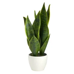 Kirkland's Home Sansevieria Arrangement In White Planter- Arrangements & Greenery