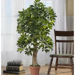 Kirkland's Home Schefflera Tree In Terra Cotta Planter, 4 Ft.- Trees & Topiaries