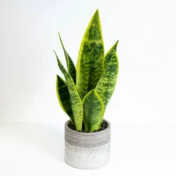 Kirkland's Home Snake Plant In Ribbed Cement Planter- Arrangements & Greenery