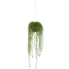 Kirkland's Home String Of Pearl Plant In Hanging Planter- Arrangements & Greenery