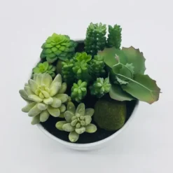 Kirkland's Home Succulent Variety In Modern White Planter- Arrangements & Greenery