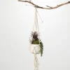 Kirkland's Home Succulents In Hanging Macrame Planter- Arrangements & Greenery
