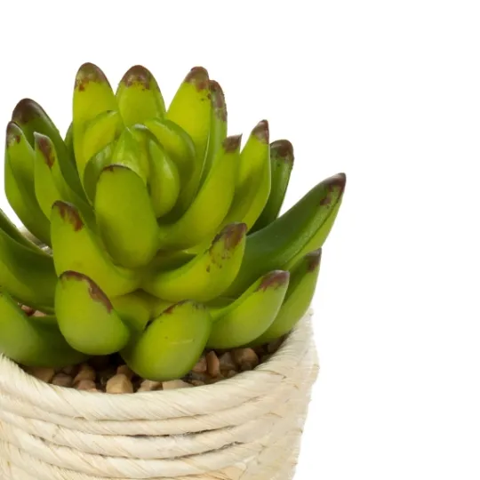 Kirkland's Home Succulents In Twine Planters, Set Of 3- Arrangements & Greenery