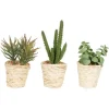 Kirkland's Home Succulents In Twine Planters, Set Of 3- Arrangements & Greenery