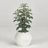 Kirkland's Home Succulents In White Ceramic Planter- Arrangements & Greenery