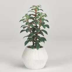 Kirkland's Home Succulents In White Ceramic Planter- Arrangements & Greenery