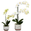Kirkland's Home Sunshine Orchids In Speckled Planters, Set Of 2- Arrangements & Greenery