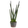 Kirkland's Home Tiger Tail Succulent In Distressed Planter- Arrangements & Greenery